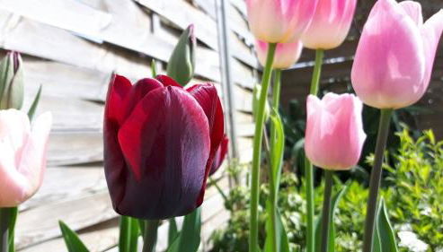 Ferienwohnungen Dirk Laurisch - Foto 5