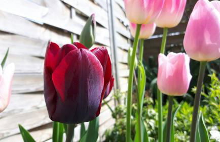 Ferienwohnungen Dirk Laurisch - Foto 5