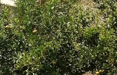 Fella Chalkida - Foto 35