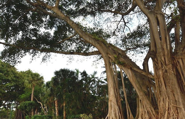 Isla Palma Singer Island - Foto 54