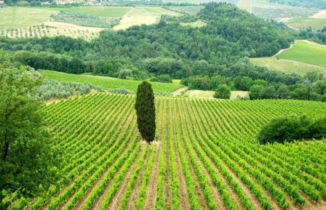 Tuscany Bliss: Garden Retreat - Foto 22