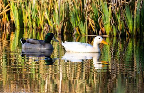 The Oak Lodge, Clematis Cottages, Stamford - Foto 25