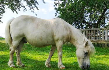 Ponyhof Adam Urlaub auf dem Bauernhof - Foto 69