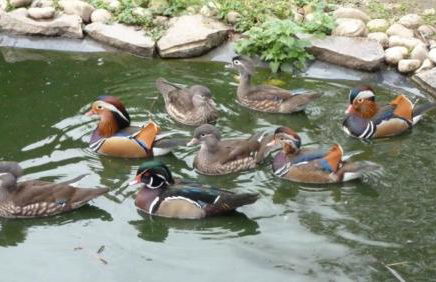 Ferienwohnung Irene - Foto 16