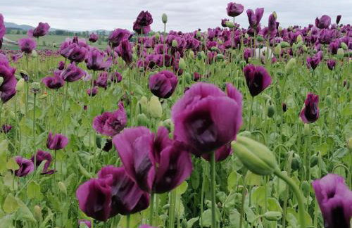 1 Bed in Lowick oc-coq44 - Foto 20