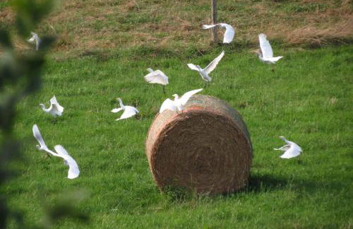 Gîte écoconçu charmant proche zoo de la Flèche - Photo 32