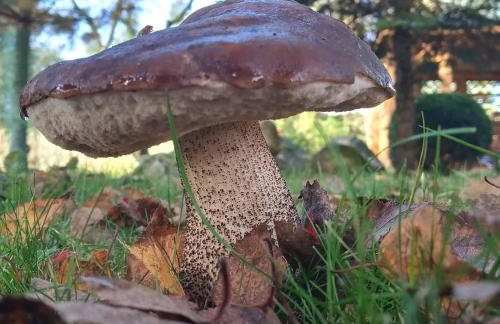 Agroturystyka Pod Dębem - Foto 25