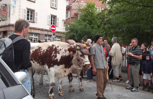 MUNSTER camping de la FECHT - Foto 34