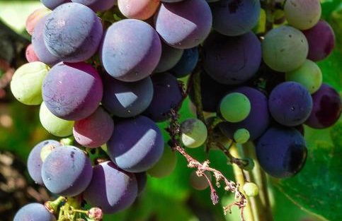 Asmanis Rooms - Photo 70