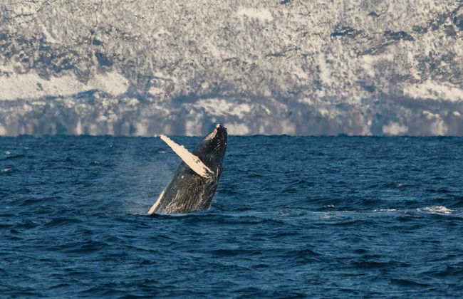 Whale Watching Fjord Cruise - Foto 6
