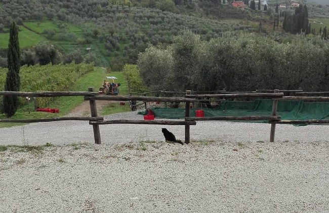 Fattoria di Fubbiano - Photo 18
