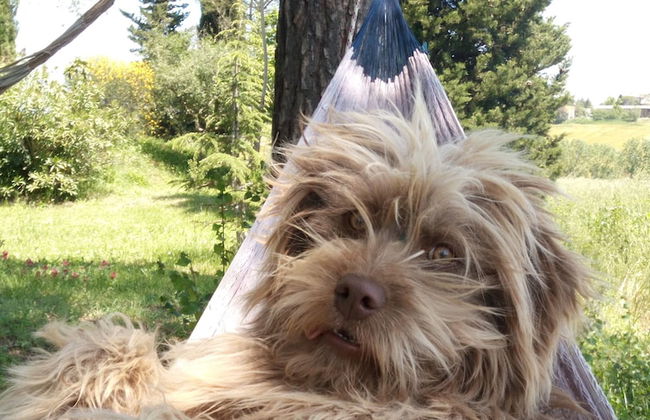 Fonte Pecciano 1856 - Photo 26