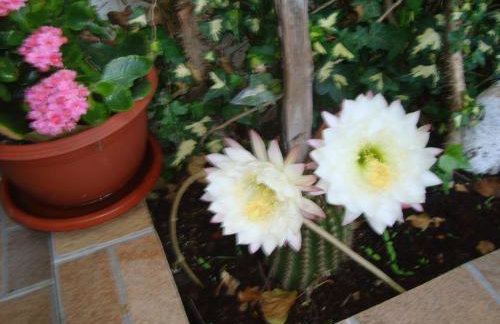 Studio Apartment Lile - Foto 6