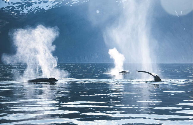 Avistamiento de ballenas y frailecillos - Photo 2