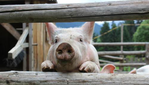 Wiesemann Biohof - Foto 4