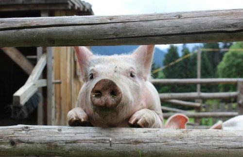 Wiesemann Biohof - Photo 4