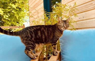 tiny house & spa - Le Perche - Foto 14