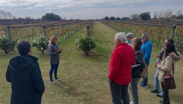 Escuchando las explicaciones de la cosecha de la vid