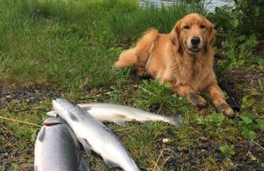 Kenai Living Waters - Fishing Paradise - Foto 27