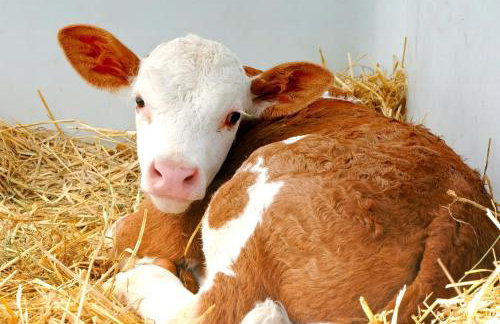 Oberhöher Apt Talblick - Foto 8