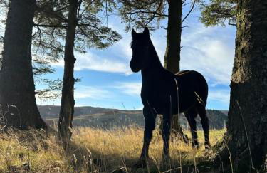 Wild boar barn - Foto 11