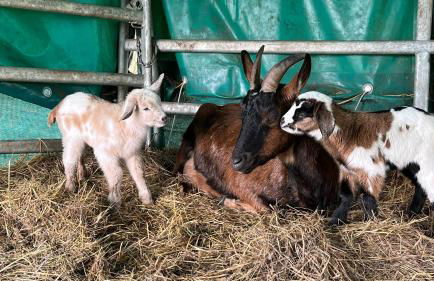 Blaues Haus-Urlaub mit Alpakas oder nur eine schöne Unterkunft in der schaalseergion - Foto 11