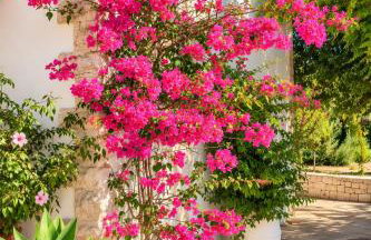 VILLA GAIA - Foto 7