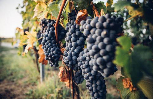 Babo Agriturismo Conviviale - Foto 47