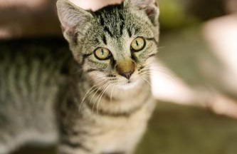 Nikolausberg - Hof im Garten - Foto 18