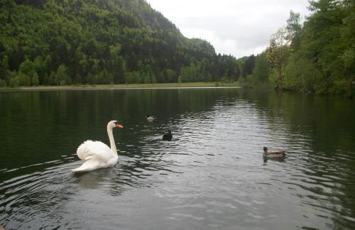 Haus Alpenrose - Foto 56