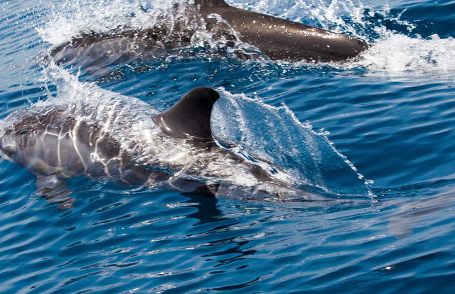 Dolphin Watching Cruise in Muscat - Foto 1