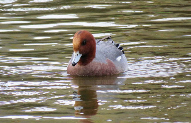 Doñana Day Trip - Foto 6