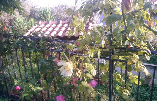 L'Uliveto - Foto 131