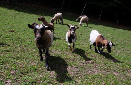 Schupferhof - Foto 20