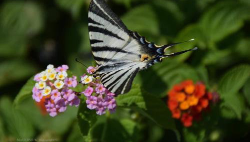 Anemos Apartments - Foto 5