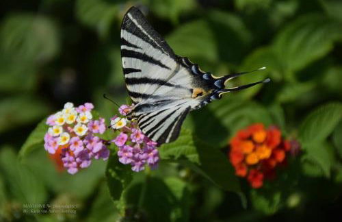 Anemos Apartments - Foto 5