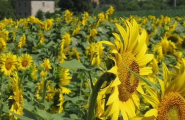 Agriturismo Le Spighe - Foto 8