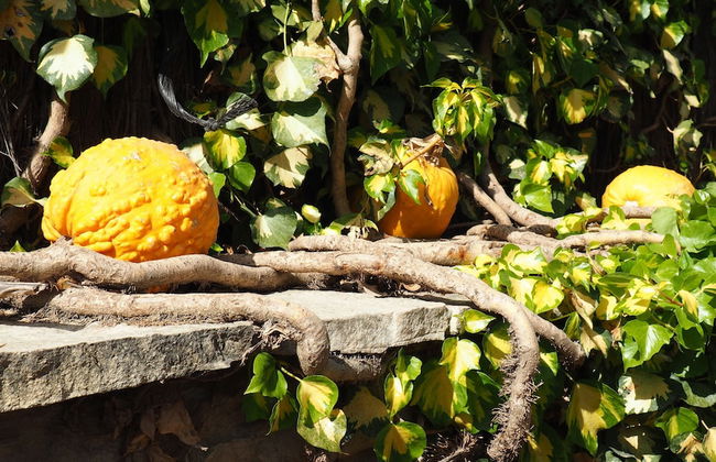 L'Era de Cal Roger - Photo 41