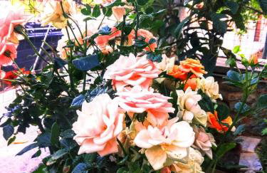 Petroula Apartments II - Photo 48