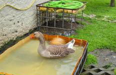 Casa "LA OCA" - Planta Baja Independiente en Vivienda Independiente - Foto 30