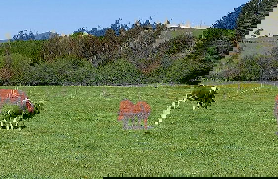 Cabañas ecológicas - Foto 45