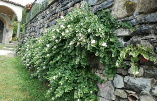 Balcone dei Limoni - Photo 17