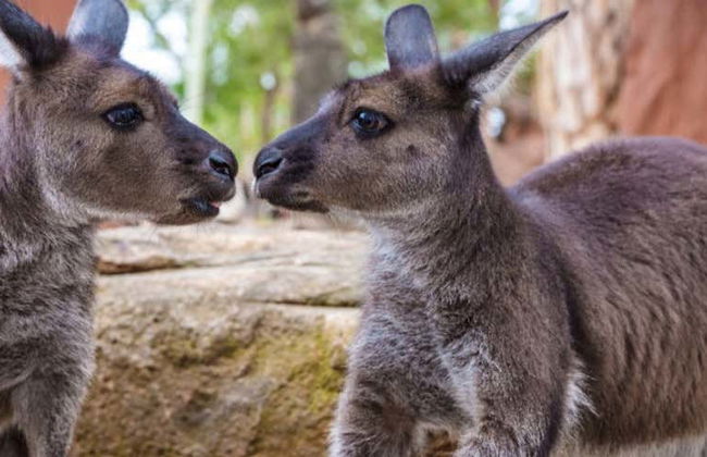 WILD LIFE Sydney Entrance Ticket - Foto 1