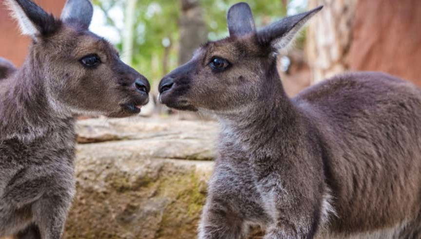 Ingresso do WILD LIFE Sydney