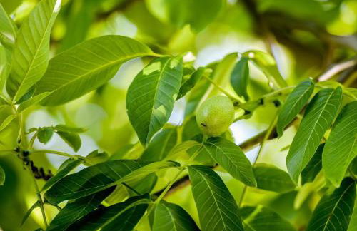 Greenwood 84 - Foto 51