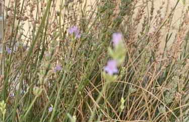 Pujaut , Gîte cœur de village « sous le clocher» - Photo 18