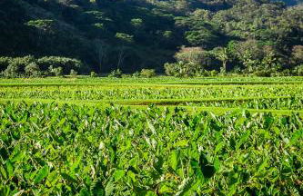 Hanalei Bay Beach Retreat with Waterfall Views - Foto 39