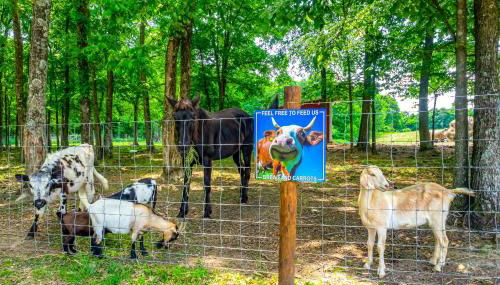 Almost Heaven Too 50-Acre Escape with Pond! - Foto 2