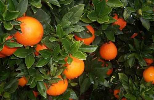 Bungalow Casa Sol - Foto 22