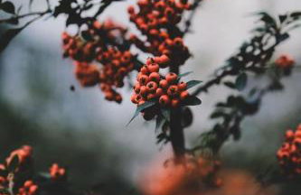 Żurawia Ostoja Dom z Jacuzzi i Sauną - Foto 15